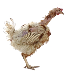 Controlling External Parasites in your Flock