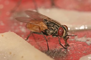 Domestic House Fly