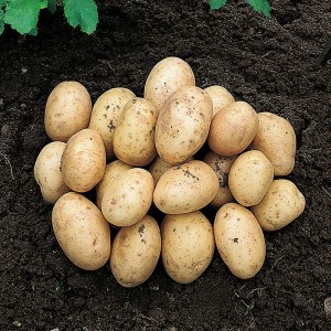 Valley Rural Supplies | Seed Potato